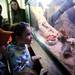 Six-year-olds Margherita and Gianni watch as bearded dragons are fed at the Leslie Science and Nature Center during Earth Day on Sunday, April 21. AnnArbor.com I Daniel Brenner